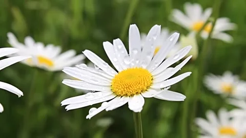 Field of White Daisy Flowers Under Bright Sunlight Vidéo 332321297
