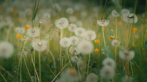 Field of white dandelion seed heads in daylight Stock Footage 334090949