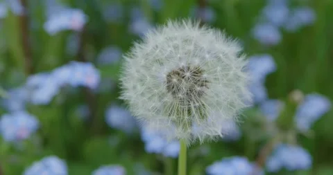 A field with white dandelions. Stock Footage 131310810