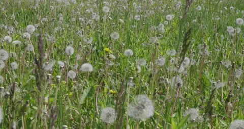 A field with white dandelions. Stock Footage 131310856