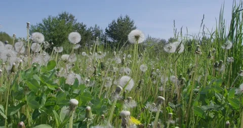 A field with white dandelions. Video stock 131310892