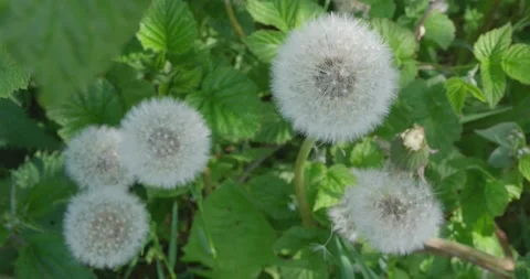 A field with white dandelions. Stock Footage 131310927