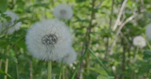 A field with white dandelions Stock Footage 131312830
