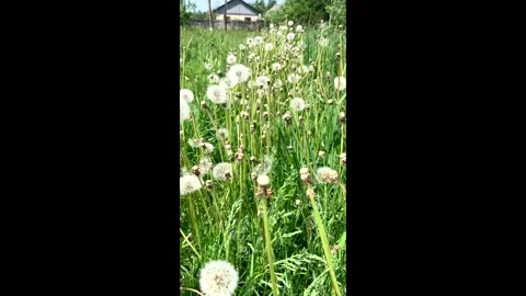 Field of white dandelions. Stock Footage 336102309