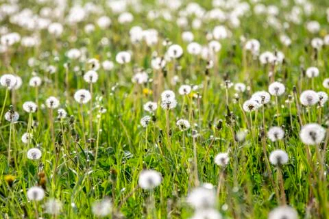 Field of white dandelions Stock Photos