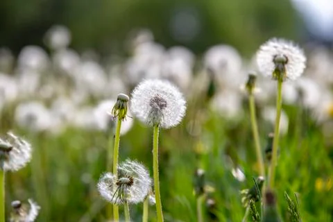 Field of white dandelions Stock Photos