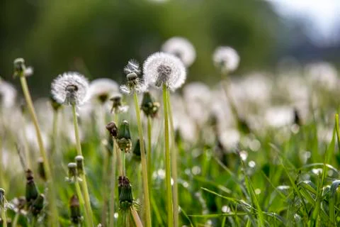 Field of white dandelions Stock Photos