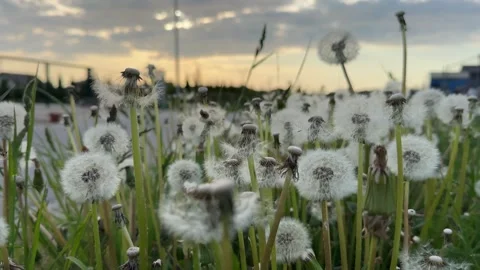 Field of white dandelions on the wind Stock Footage 255786432
