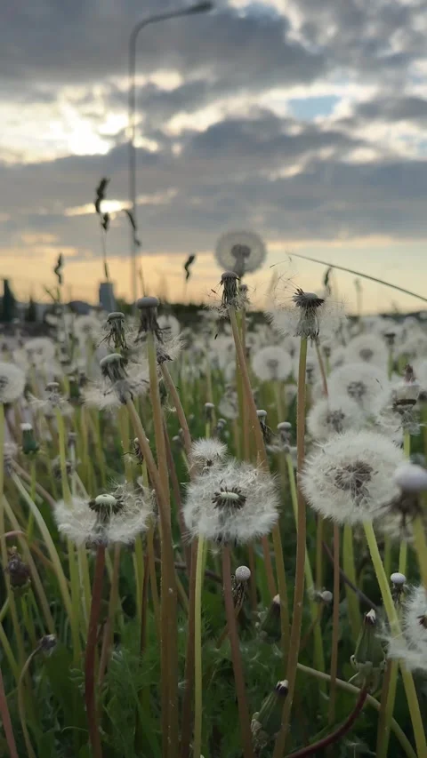 Field of white dandelions on the wind Stock-Footage 255800131