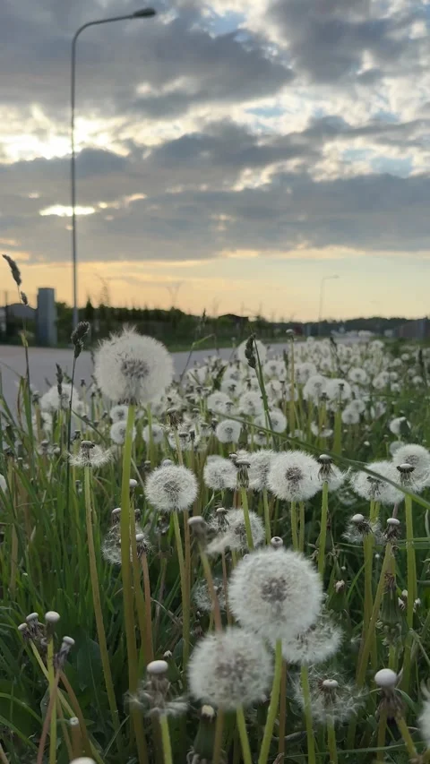 Field of white dandelions on the wind Stock Footage 255800186
