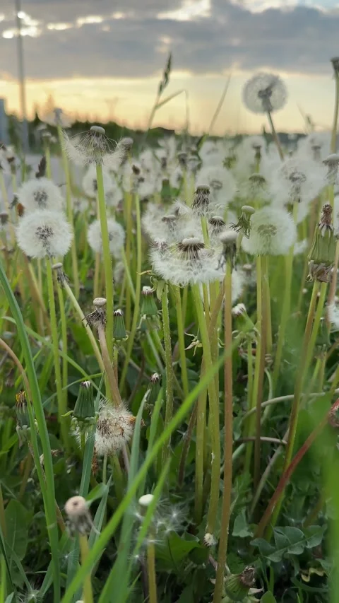Field of white dandelions on the wind Stock Footage 255800213