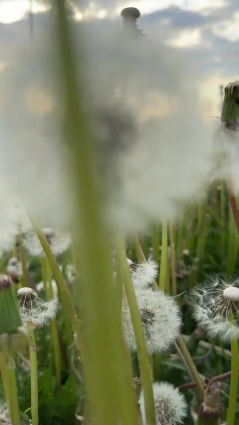 Field of white dandelions on the wind Stock Footage 255800262