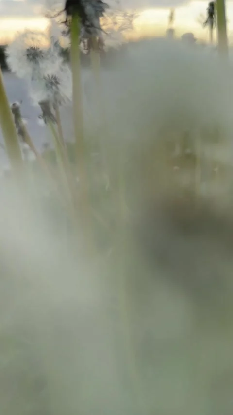 Field of white dandelions on the wind Stock Footage 255800328