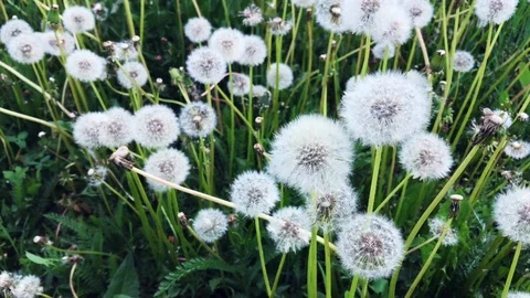 Field of white flowered dandelions. 動画素材 109050274