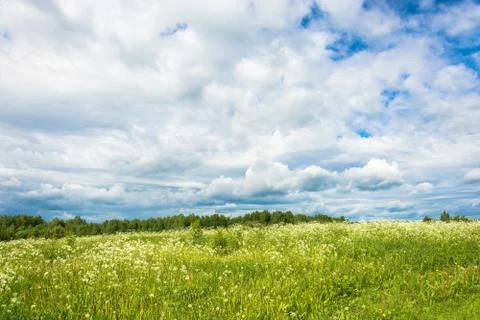 A field of white flowers against the cloudy sky. Stock Photos