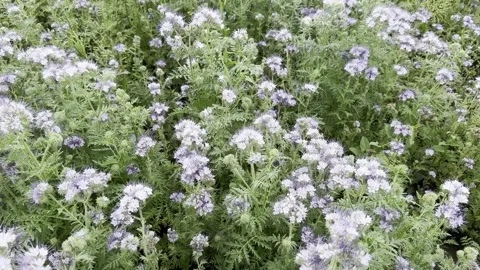 Field with white flowers and wind Stock Footage 245602722