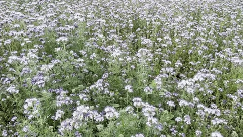 Field with white flowers and wind Stock Footage 245602727