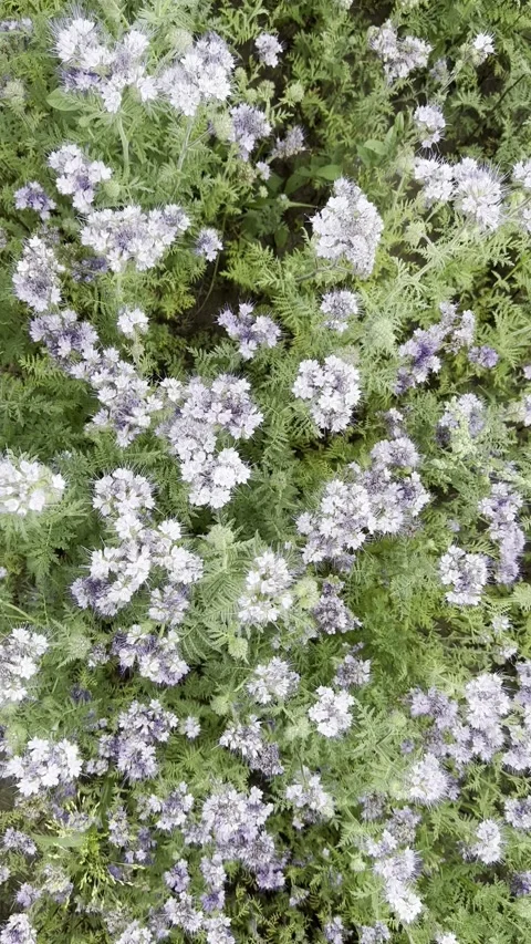 Field with white flowers and wind Stock Footage 245602731