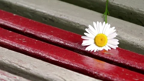 Field white flowers fall on the red and white bars of the swing Stock Footage 73279235