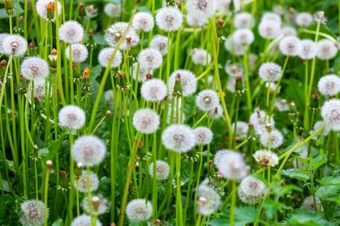 Field of white fluffy dandelions Stock Photos