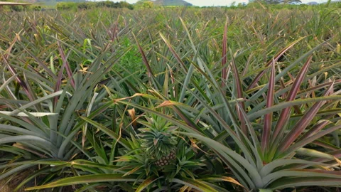 A field of white pineapples in Kauai Stock Footage 345278841