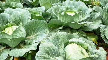 Field with white planted cabbage. Stock Footage 85881352