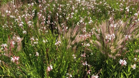 A field of white small flowers with a blue sky, mountains and sea background Stock Footage 130149428