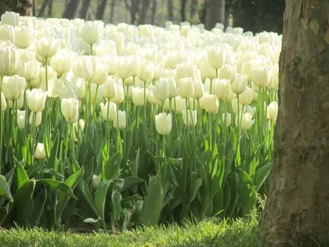 Field of white tulips illuminated sunlight, creating a serene Islamic backdro Stock Photos
