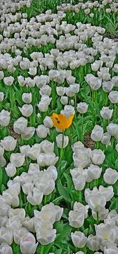 A field of white tulips with one yellow tulip in the center, close up Stock Photos