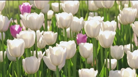 Field Of White Tulips Slightly Rocking With The Wind Stock Footage 67640799