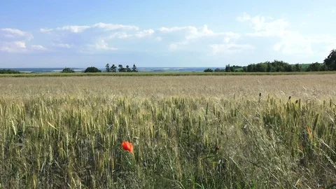 Field wiev 库存影片 128844759