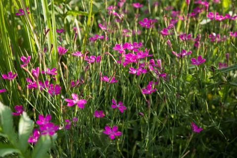 Field wild carnation Fotos de archivo