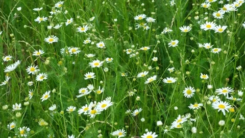 Field of wild chamomile flowers blooming in green grass on a sunny summer day. Stock Footage 337562452