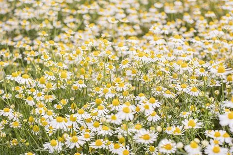 Field wild chamomile. Spring or summer blossom blooming. Field flower. Copy Stock Photos
