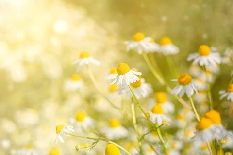 Field wild chamomile. Spring or summer blossom blooming. Field flower. Copy Stock Photos