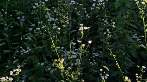 Field of wild daisies Stock Footage 341676582