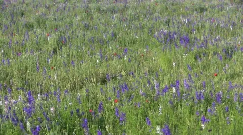 Field of Wild Flowers Video stock 10586681