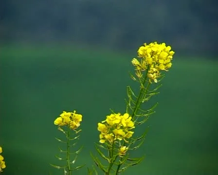 Field of wild flowers Stock Footage 10748680