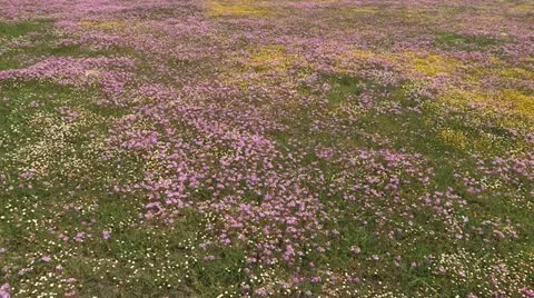 A field of wild flowers Stock Footage 12625519