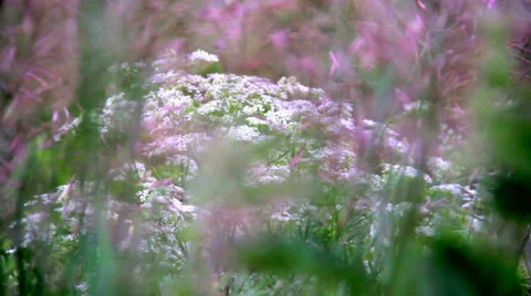 Field of wild flowers Stock Footage 50235774
