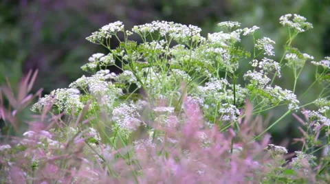Field of wild flowers Stock Footage 50236971