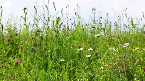 Field of wild flowers Stock Footage 68681351