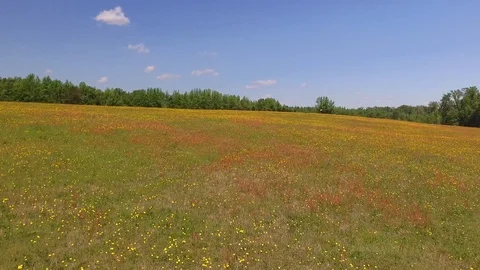 Field of Wild Flowers Stock Footage 90460028