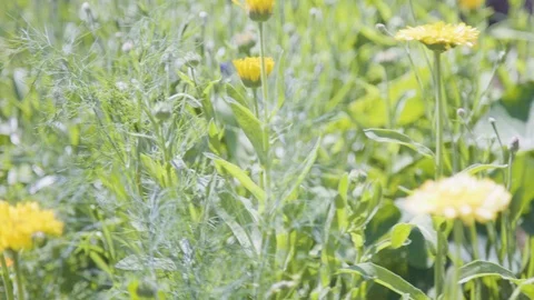 Field of wild flowers Stock Footage 104664214