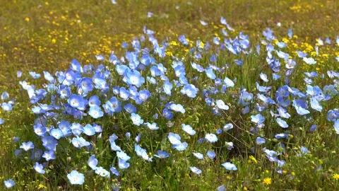 Field of Wild Flowers Stock Footage 105492710