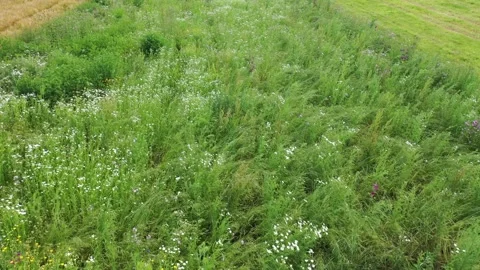 A Field of Wild Flowers Stock Footage 156185015