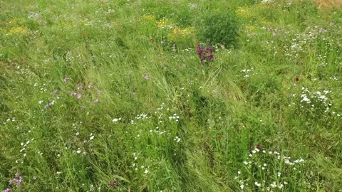 A Field of Wild Flowers Stock Footage 156185512