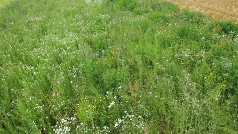 A Field of Wild Flowers Stock Footage 156185821