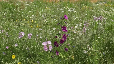 A Field of Wild Flowers Stock Footage 156207786