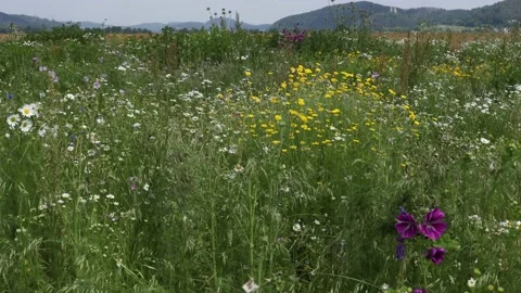 A Field of Wild Flowers Stock Footage 156207984